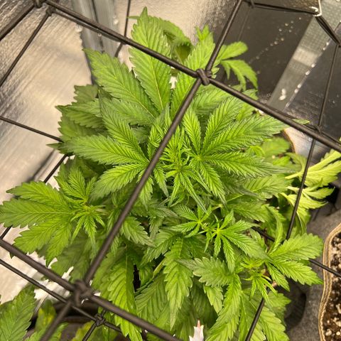 Arctic Sunset growlog timeline photo