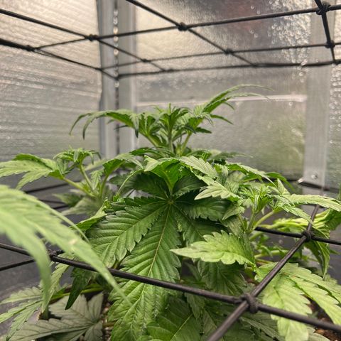 Arctic Sunset growlog timeline photo