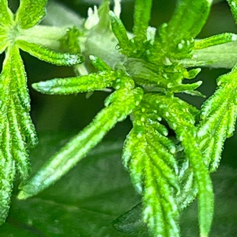 Arctic Sunset growlog timeline photo