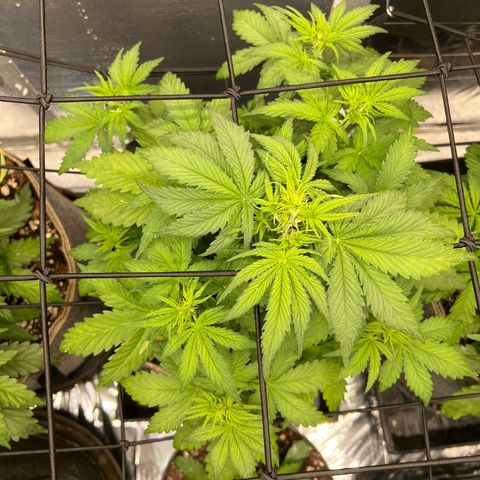 Mimosa Cake Auto growlog timeline photo