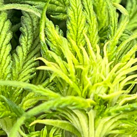 Mimosa Cake Auto growlog timeline photo