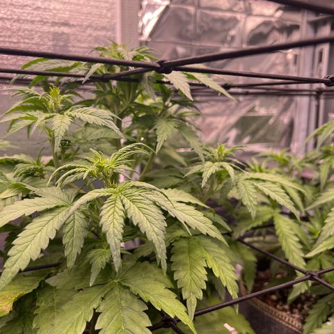 Mimosa Cake Auto growlog timeline photo