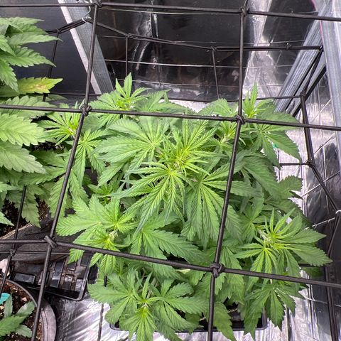 Wedding Glue Auto growlog timeline photo
