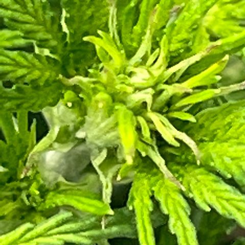 Wedding Glue Auto growlog timeline photo