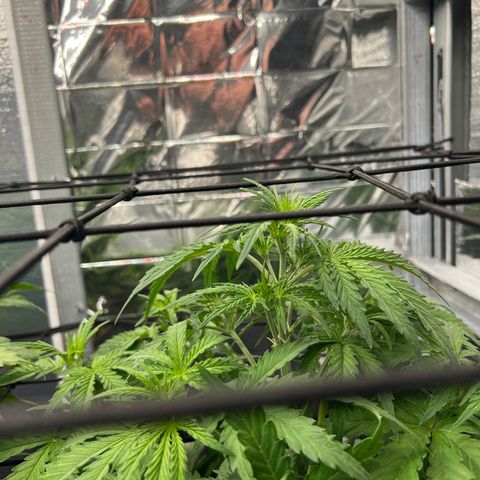 Wedding Glue Auto growlog timeline photo