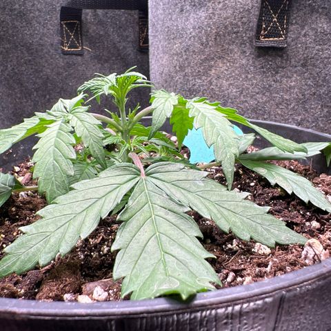 Hawaii Maui Waui Automatic growlog timeline photo