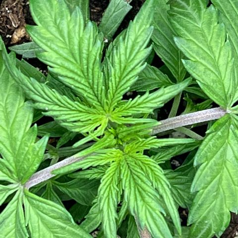 Hawaii Maui Waui Automatic growlog timeline photo