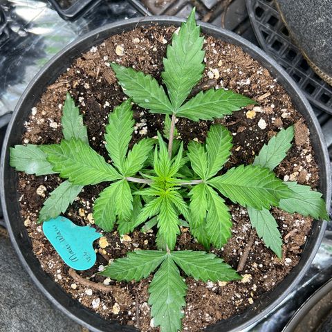 Hawaii Maui Waui Automatic growlog timeline photo