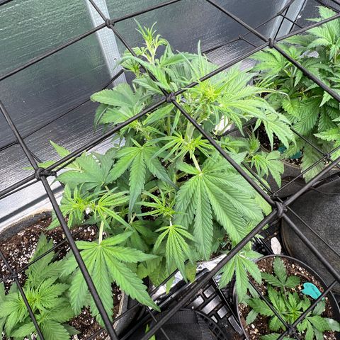 Blueberry Kush Automatic growlog timeline photo