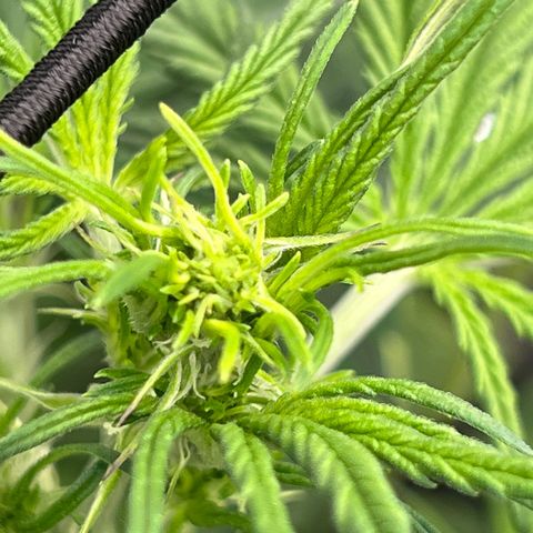 Blueberry Kush Automatic growlog timeline photo