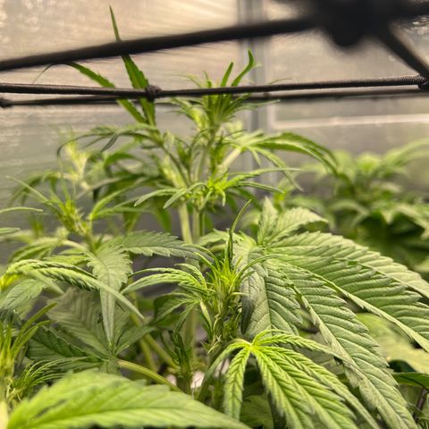 Blueberry Kush Automatic growlog timeline photo