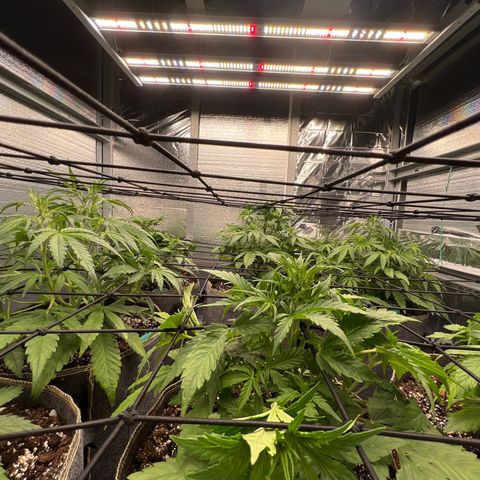 The volunteer (Maui Waui) growlog timeline photo