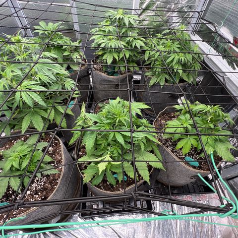 The volunteer (Maui Waui) growlog timeline photo
