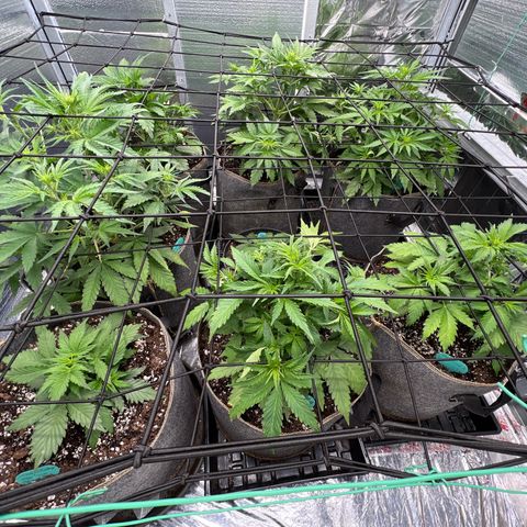 The volunteer (Maui Waui) growlog photo: Things are beggining to stretch…🪴🥳