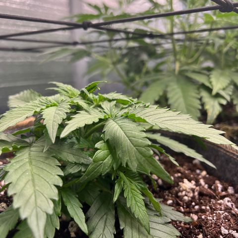 The volunteer (Maui Waui) growlog timeline photo