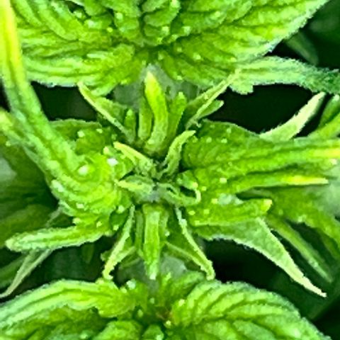 The volunteer (Maui Waui) growlog timeline photo
