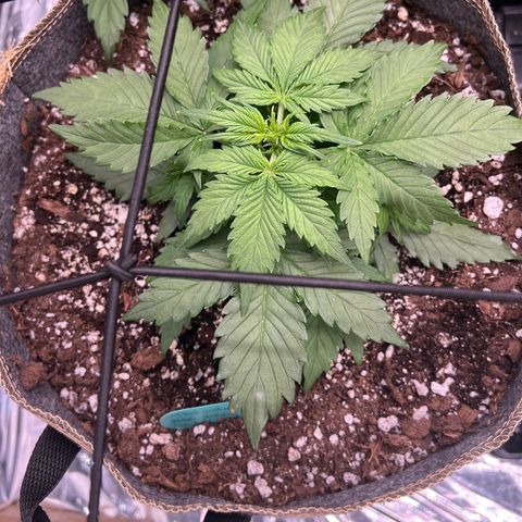 The volunteer (Maui Waui) growlog timeline photo