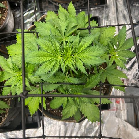 Maui waui 2 growlog timeline photo