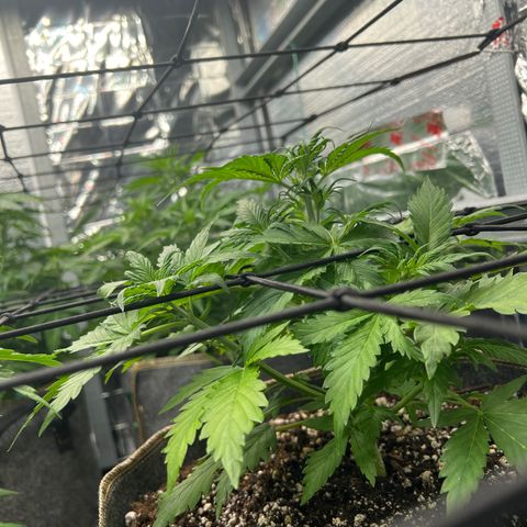 Maui waui 2 growlog timeline photo