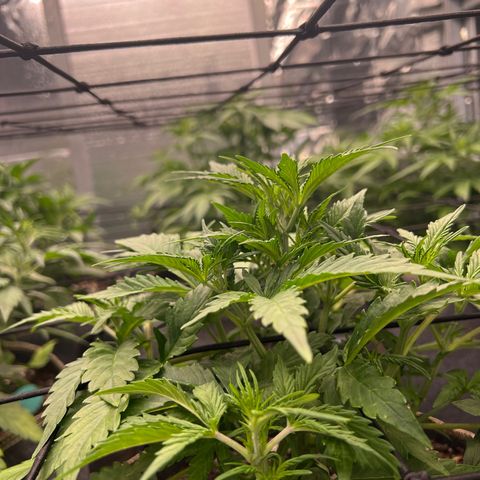 Original Auto Jack Herer growlog timeline photo
