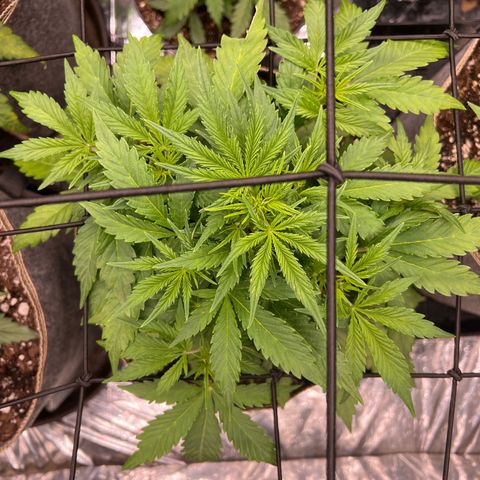 Original Auto Jack Herer growlog timeline photo