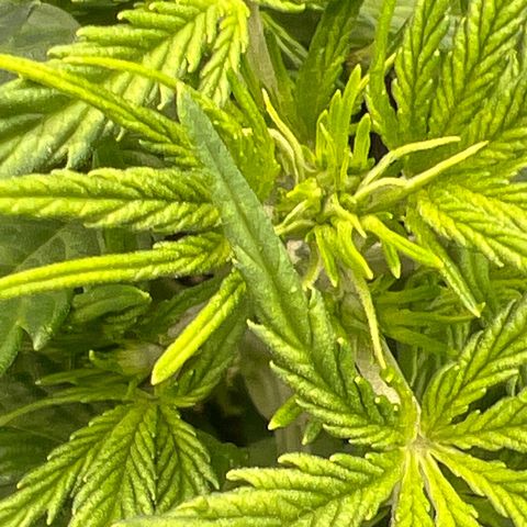 Original Auto Jack Herer growlog timeline photo