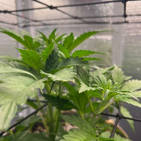 Arctic Sunset growlog timeline photo