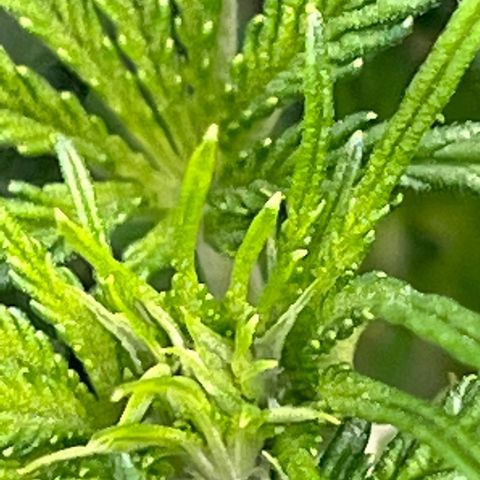 Arctic Sunset growlog timeline photo