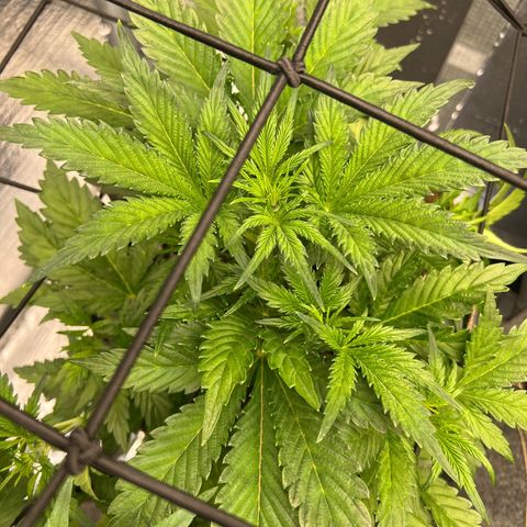 Arctic Sunset growlog timeline photo