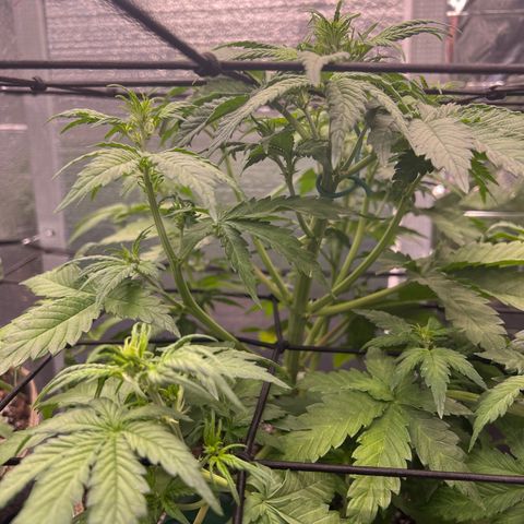 Mimosa Cake Auto growlog timeline photo