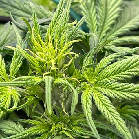 Mimosa Cake Auto growlog timeline photo