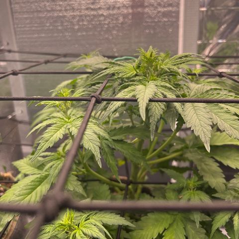 Mimosa Cake Auto growlog timeline photo