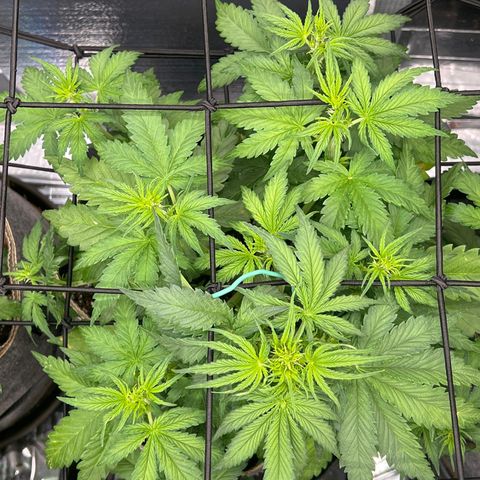 Mimosa Cake Auto growlog timeline photo
