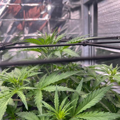 Wedding Glue Auto growlog timeline photo