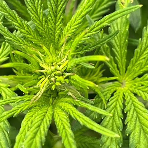 Wedding Glue Auto growlog timeline photo