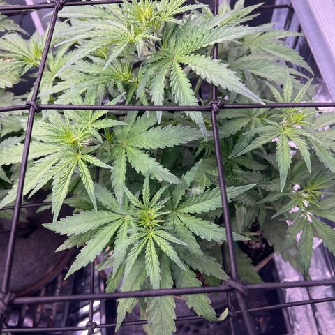 Wedding Glue Auto growlog timeline photo