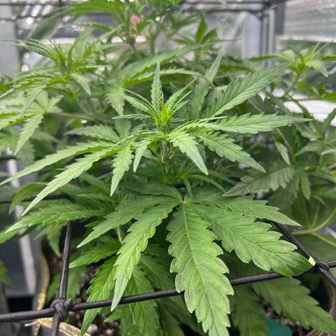 Wedding Glue Auto growlog timeline photo