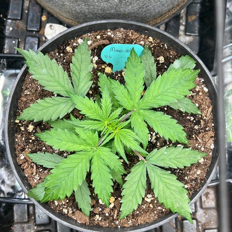 Hawaii Maui Waui Automatic growlog timeline photo
