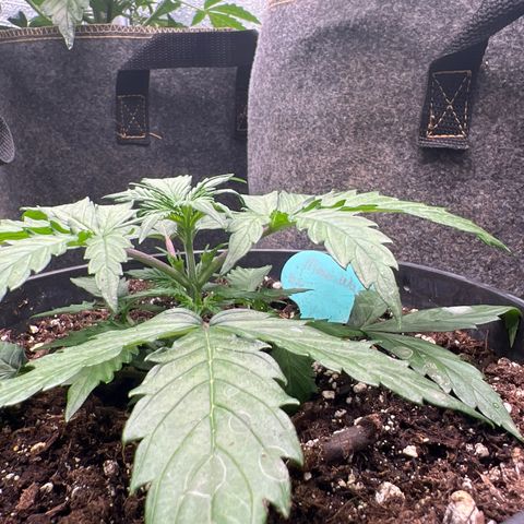 Hawaii Maui Waui Automatic growlog timeline photo