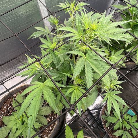 Blueberry Kush Automatic growlog timeline photo