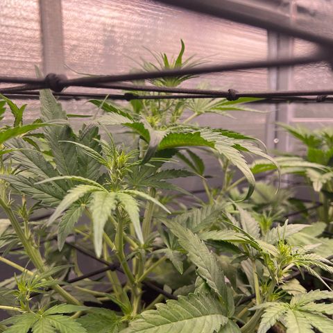 Blueberry Kush Automatic growlog timeline photo
