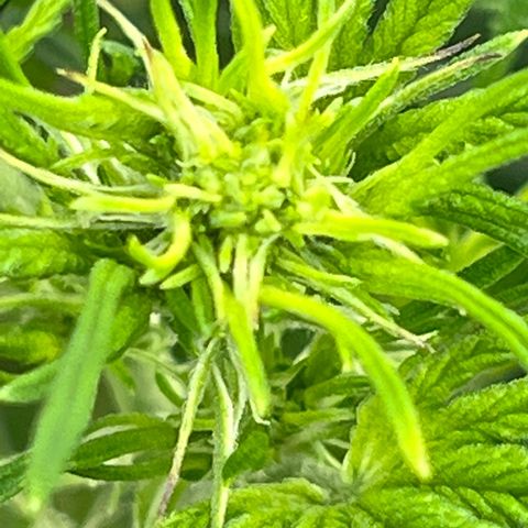Blueberry Kush Automatic growlog timeline photo
