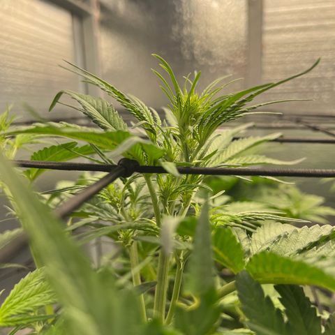 Blueberry Kush Automatic growlog timeline photo