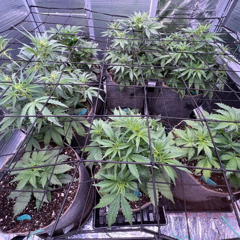 The volunteer (Maui Waui) growlog timeline photo