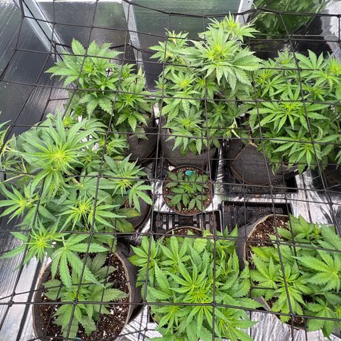 The volunteer (Maui Waui) growlog timeline photo