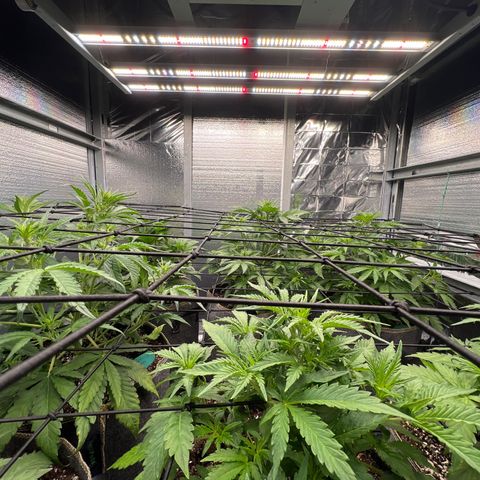 The volunteer (Maui Waui) growlog timeline photo