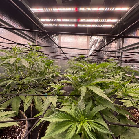 The volunteer (Maui Waui) growlog timeline photo