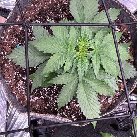 The volunteer (Maui Waui) growlog timeline photo