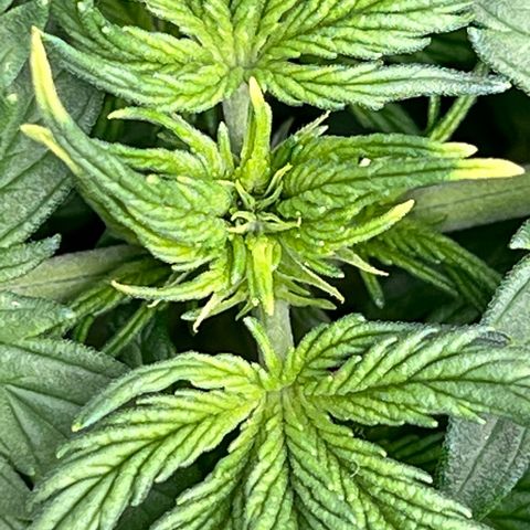 The volunteer (Maui Waui) growlog timeline photo