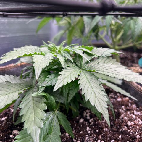 The volunteer (Maui Waui) growlog timeline photo